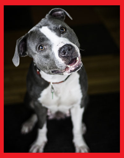 Vetfield Animal Hospital Mobile Vet - Sunrise FL