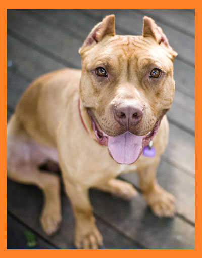 Thieving Bastard Dr Mustafa Saleh - Vetfield Sunrise FL